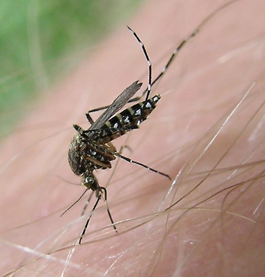Aedes taeniorhynchus 