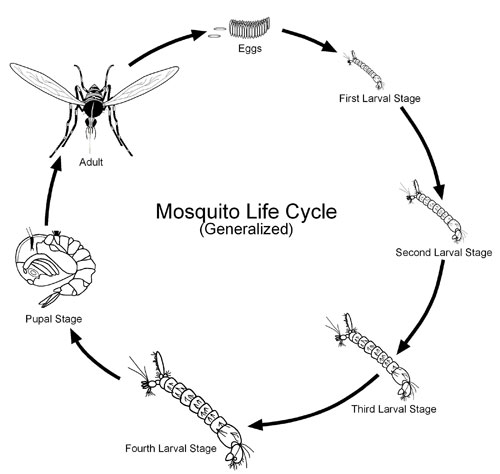 mos-lifecycle